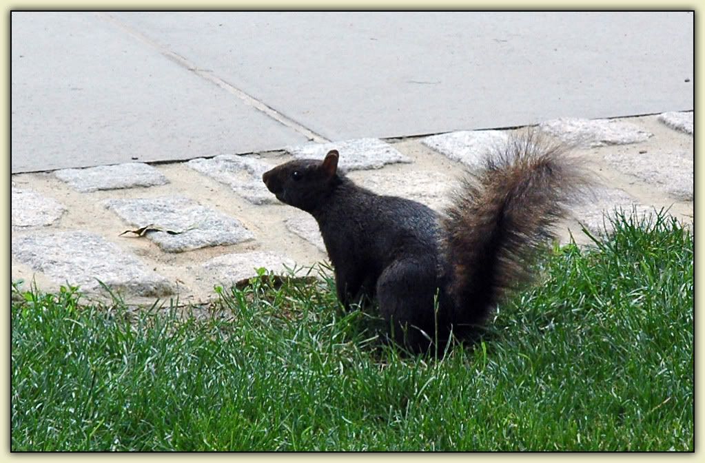 Black Squirrel Photo by elisson1 Photobucket